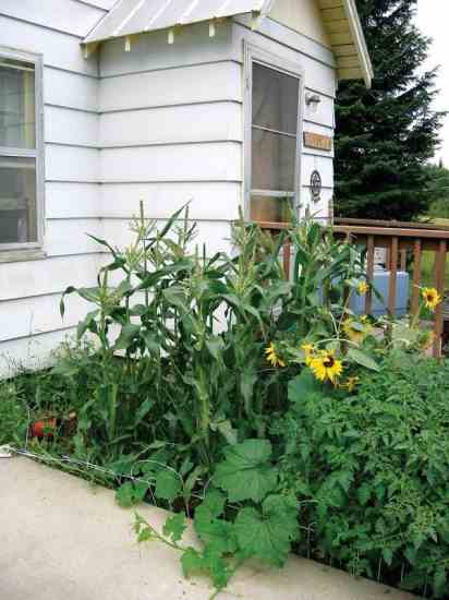 You can fit a lot of plants into even a small yard.
